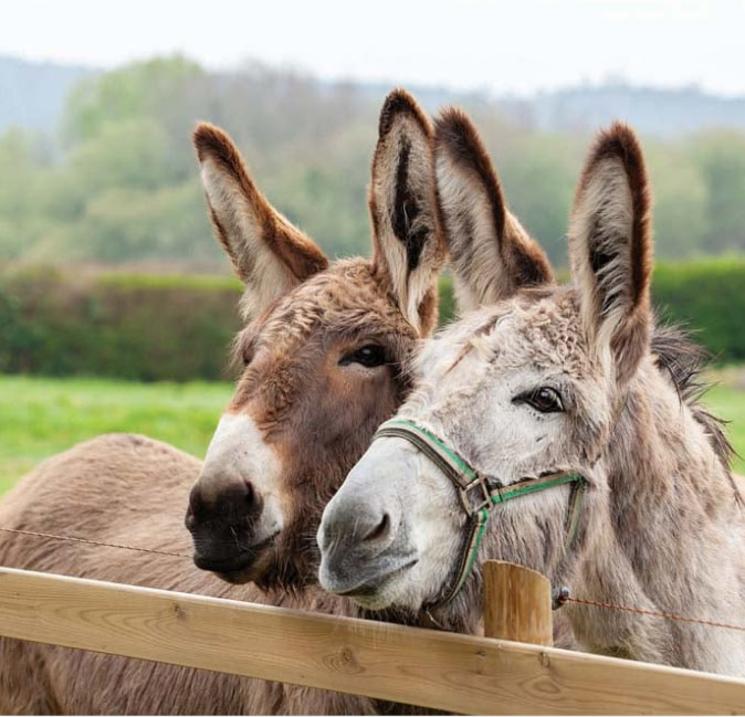 Two donkeys